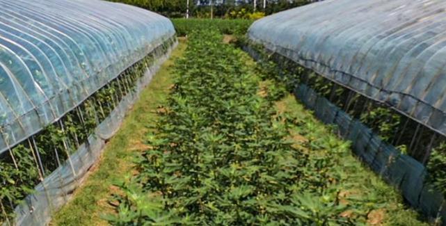 ����Ԓ�S�գ����u�м�ī�^(q��)��Ȫ�ֵ����o(w��)����ϲ�S�� ����ܛŴ���ː�(��i)