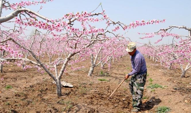 ���u�м�ī�^(q��)�һ�ʢ�_ӭ�ο� �r(n��ng)���ںϴ��¸�